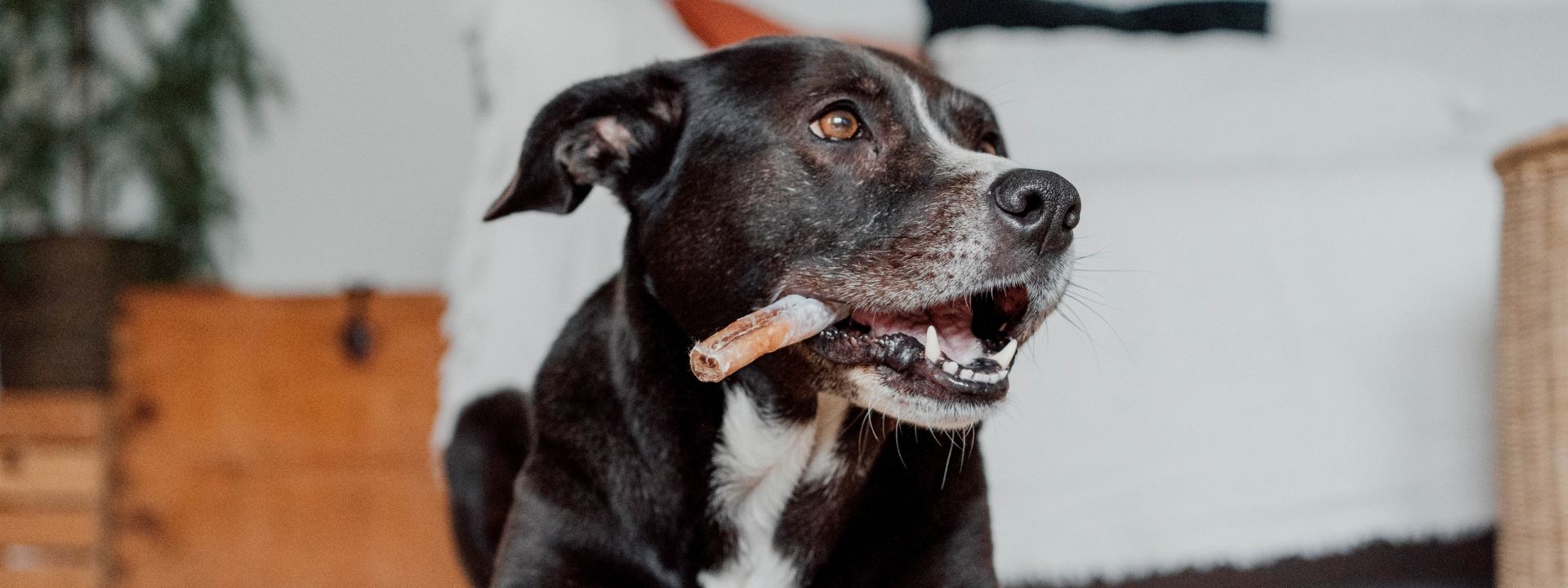 Warum Bio-Snacks & Leckerli für Hunde gesünder sind