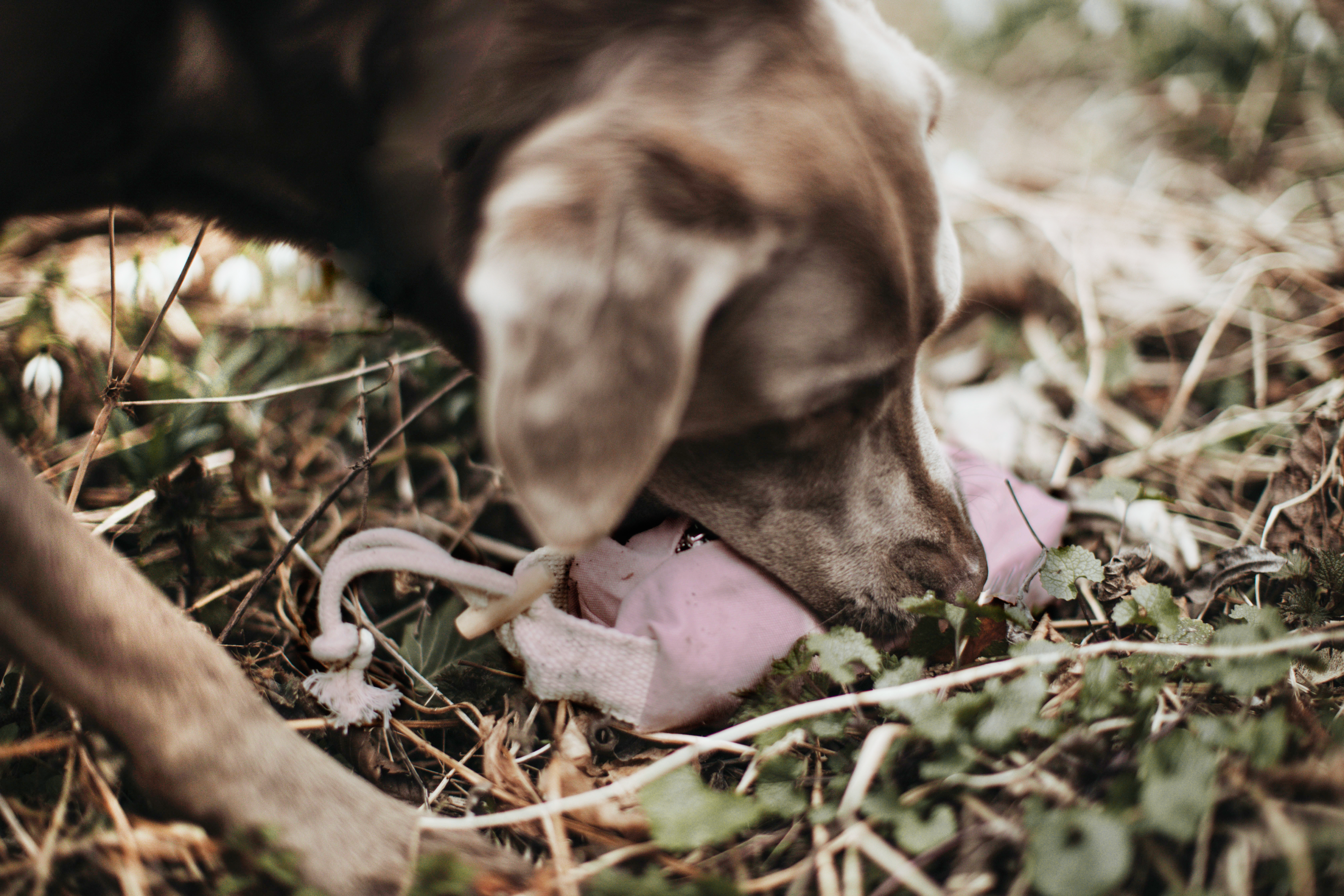 Ostern mit Hund: Nasenarbeit, die glücklich macht