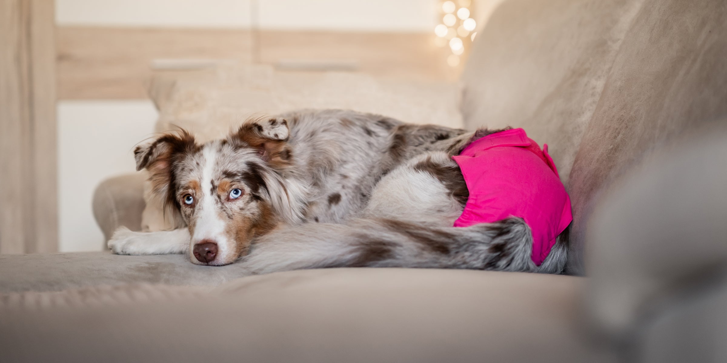 Läufigkeit bei Hündinnen: Ein natürlicher Zyklus, der Aufmerksamkeit verdient