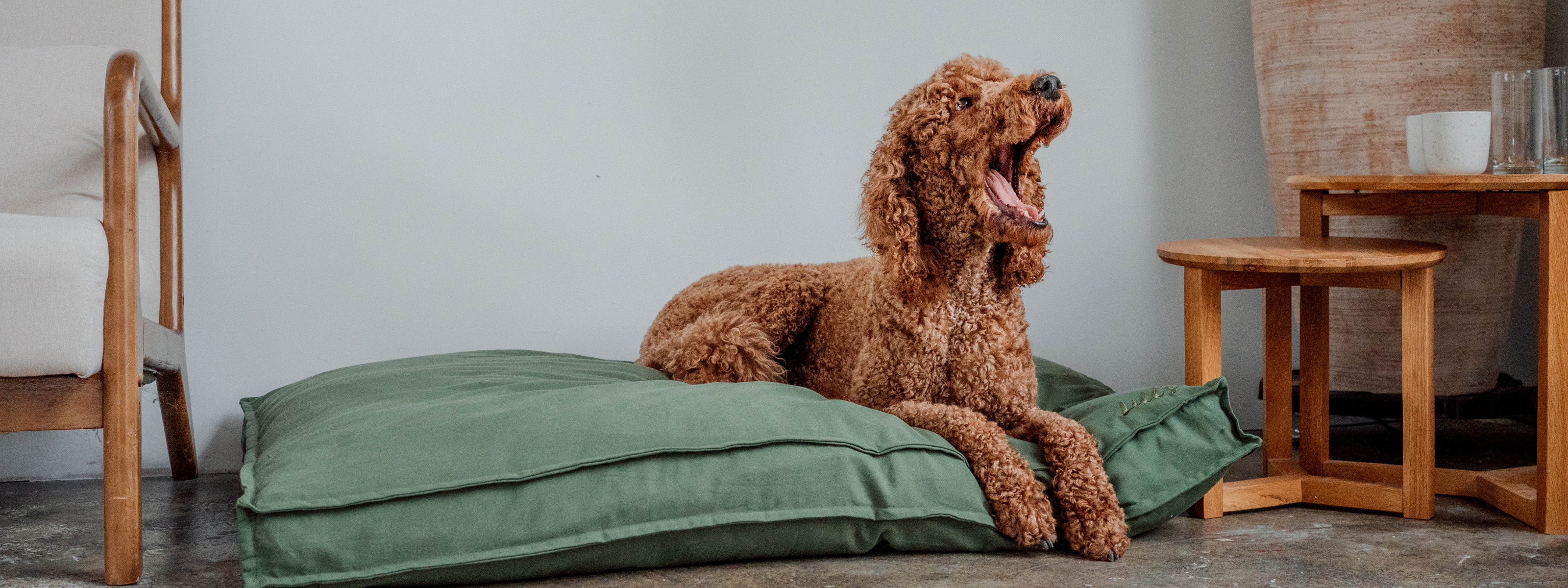 Das richtige Hundebett finden - So schläft dein Hund gesund und glücklich