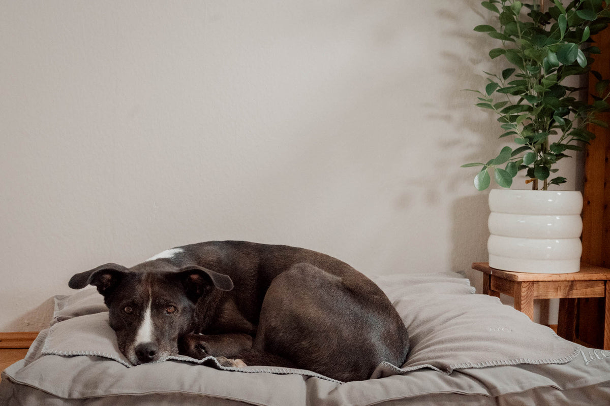 Hundedecke "Coco" | Stone Grey