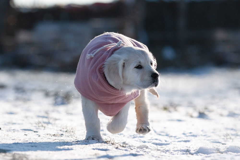 Hundepullover | Pink Berry