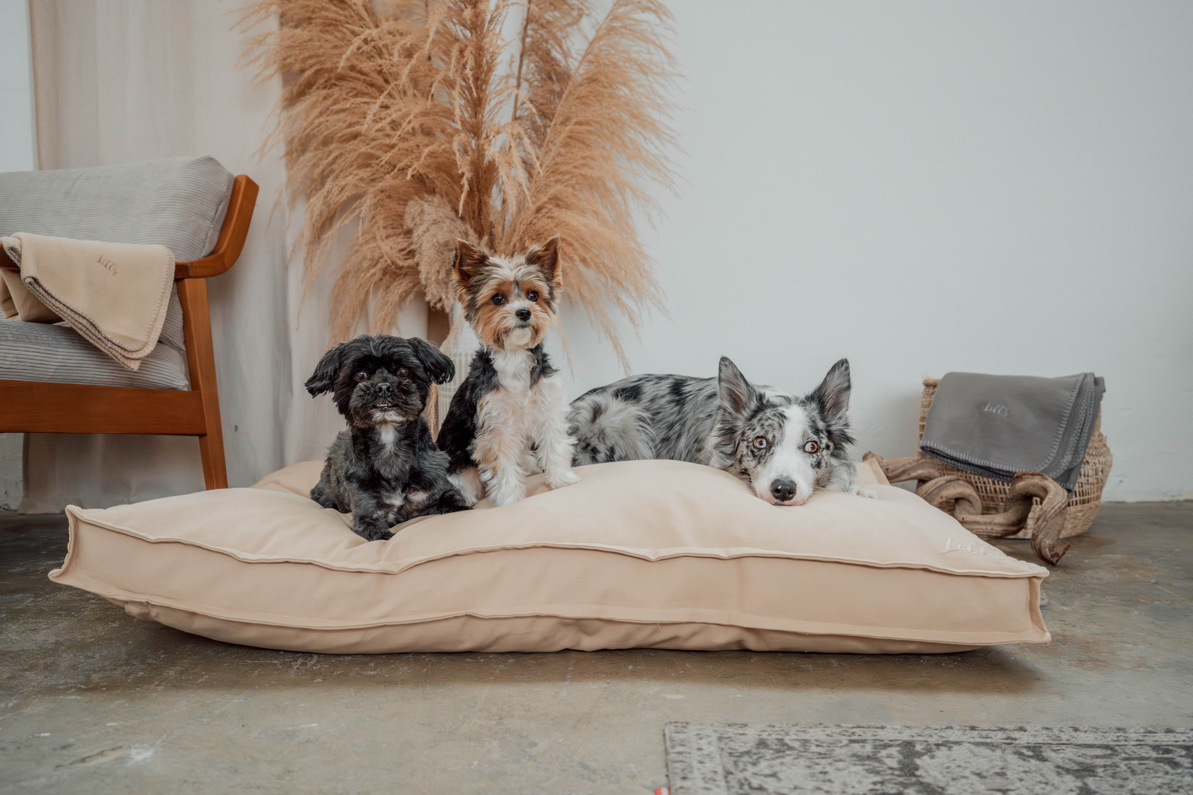 Lill's Hundbett Wilma mit 3 Hunden