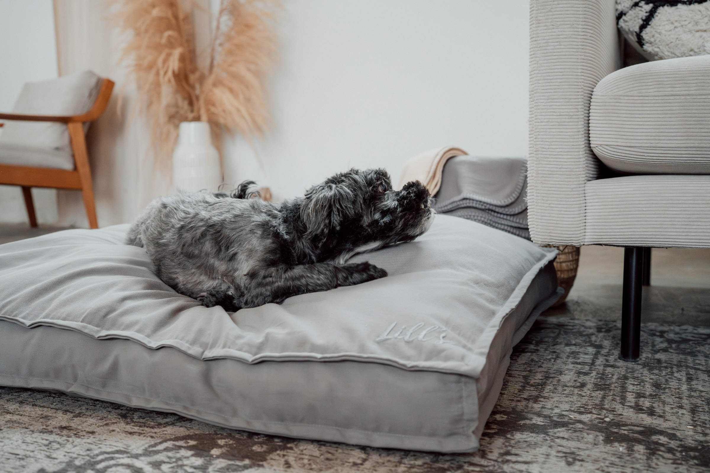 Hund schläft auf Hundebett Wilma
