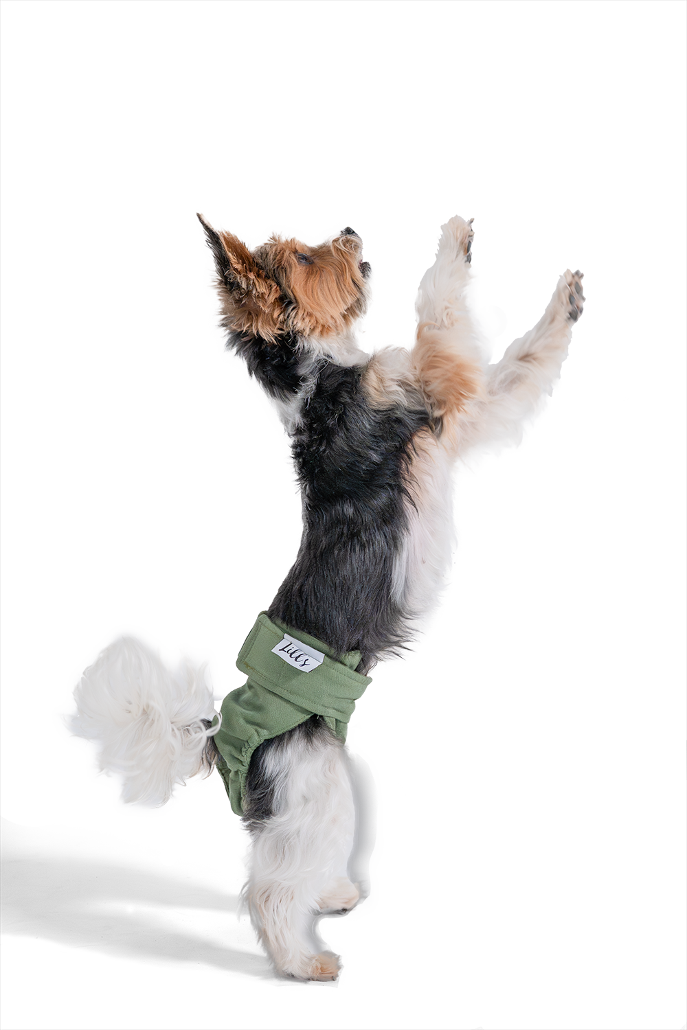 Lill's Laeufigkeitshoeschen Yorkshire Terrier