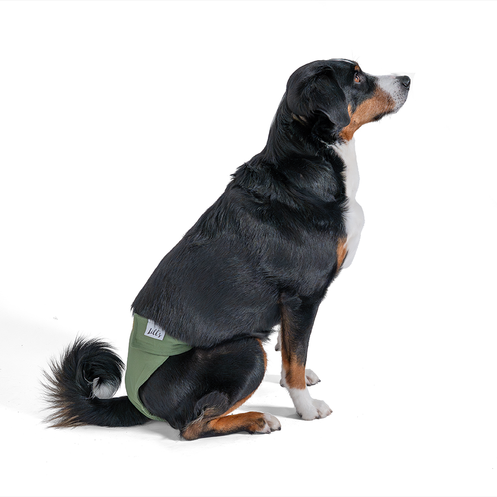 Laeufigkeitshoeschen Olive Hund sitzend