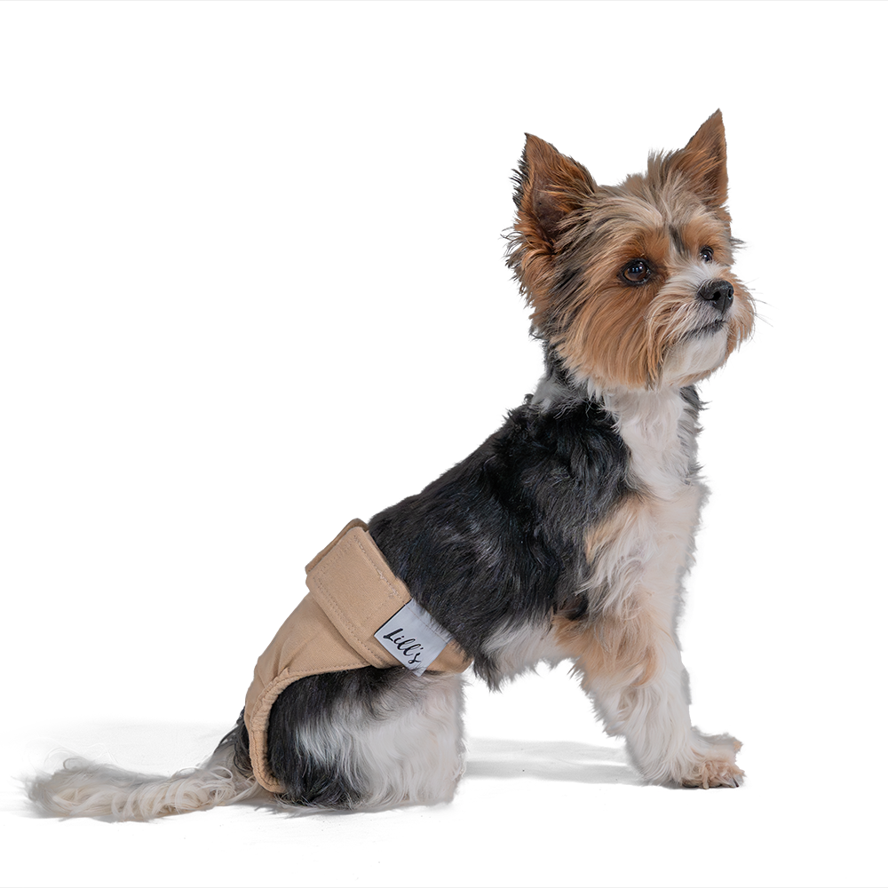 Yorkshire Terrier trägt Laeufigkeitshoeschen