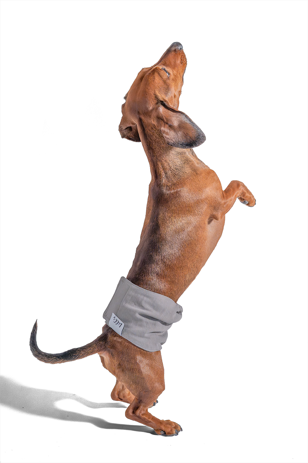 Dackel mit Lill's Rüdenhose