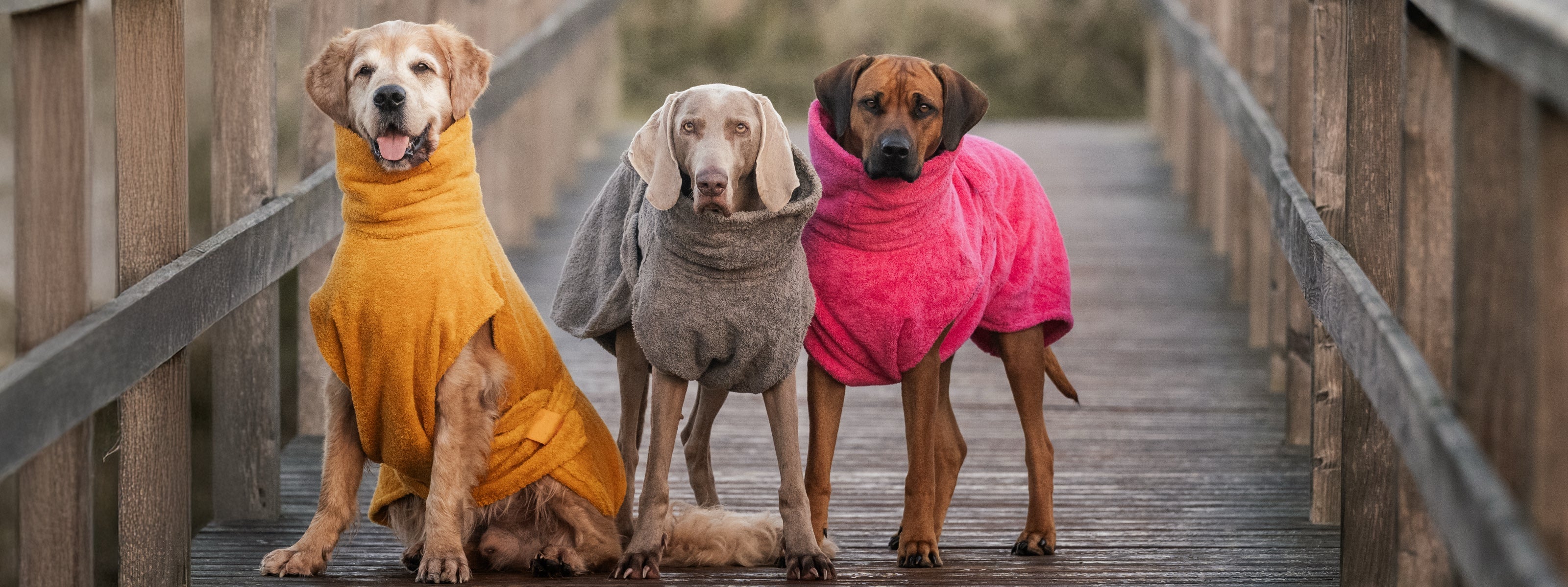 Hundebademantel: Wann er wirklich sinnvoll ist