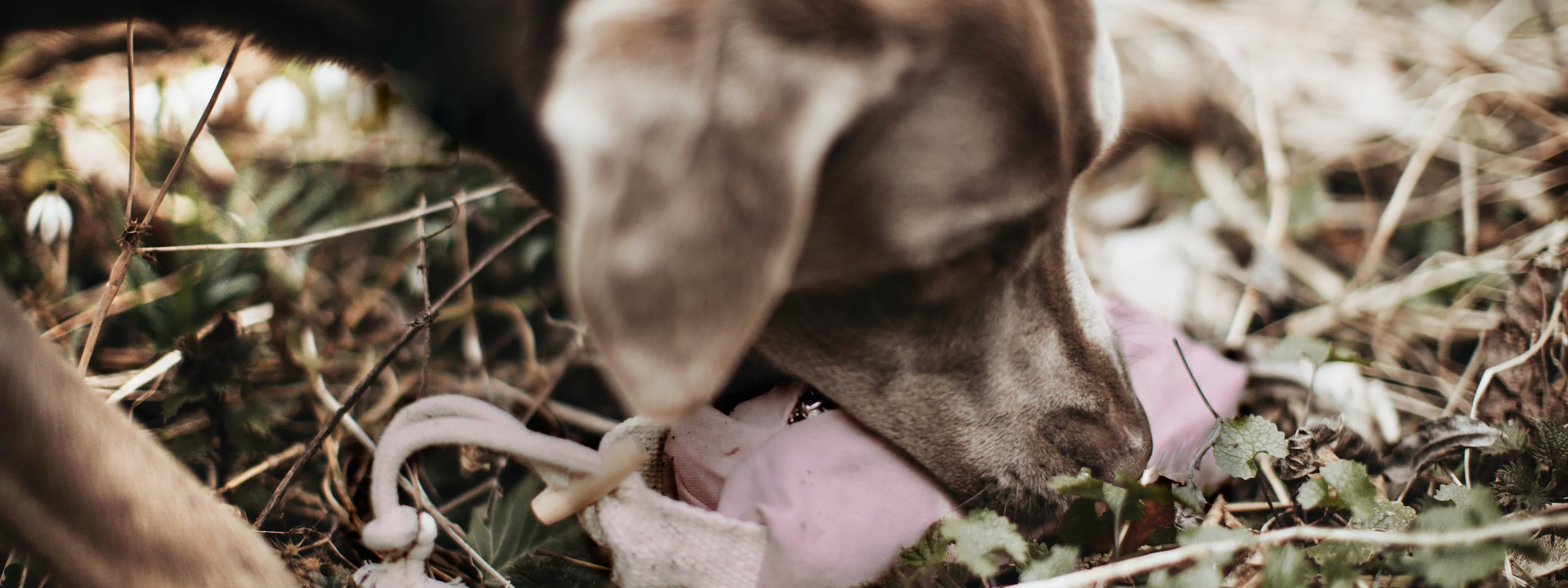 Ostern mit Hund: Nasenarbeit, die glücklich macht