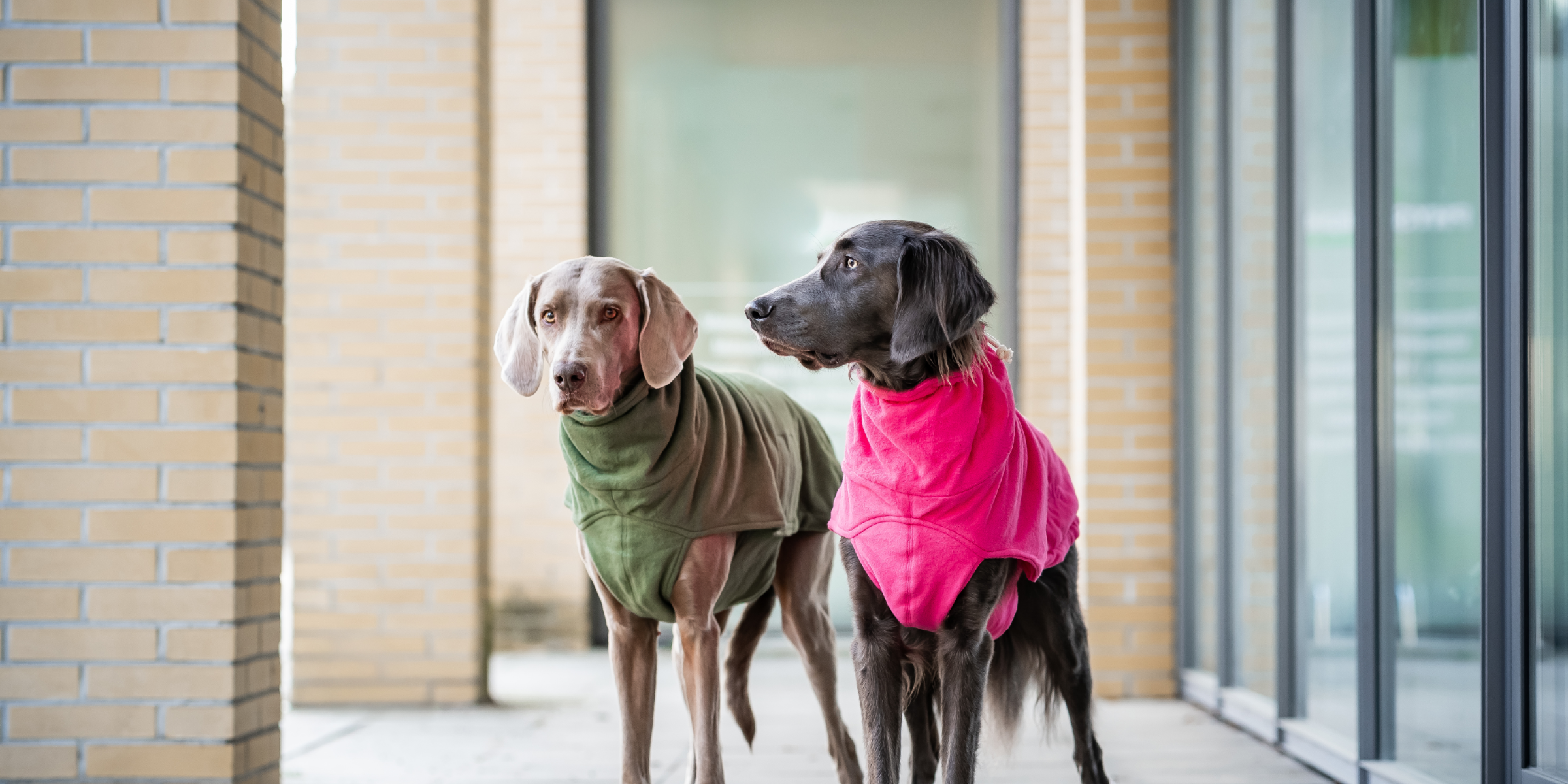 „Fell reicht nicht immer – Der große Check: Braucht mein Hund Kleidung?“