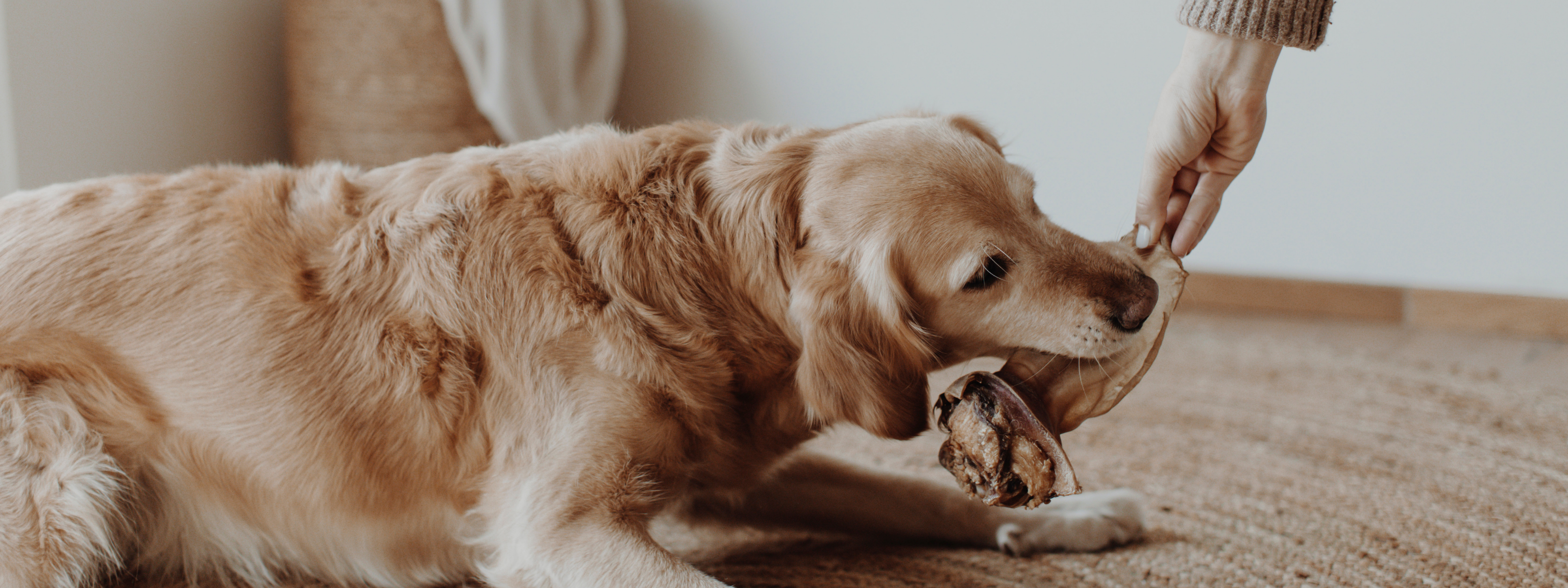 Kausnacks für Hunde – Genuss, Gesundheit & Verantwortung