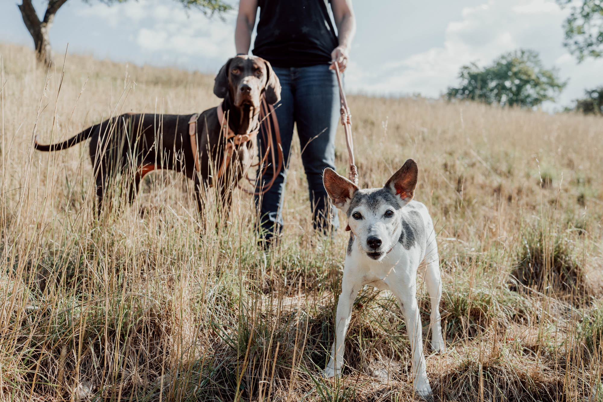 Halsbänder & Geschirre