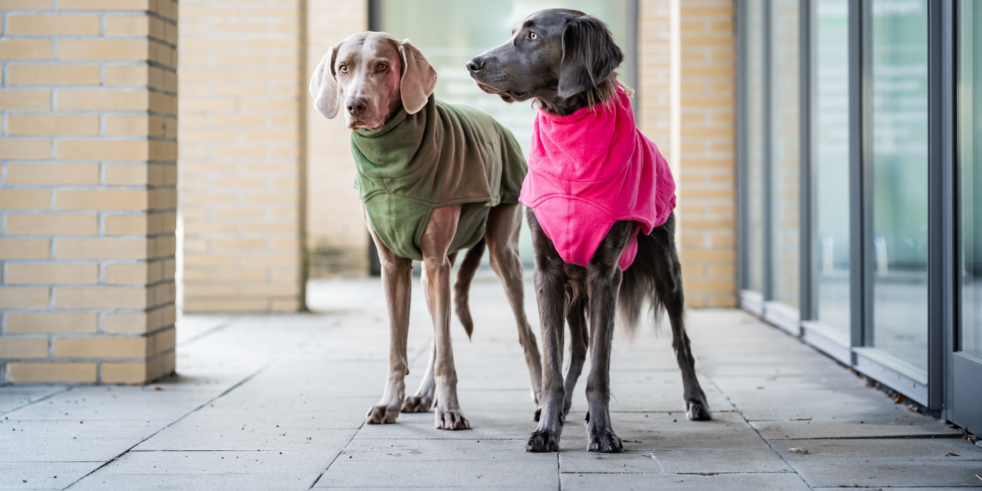 Hundepullover