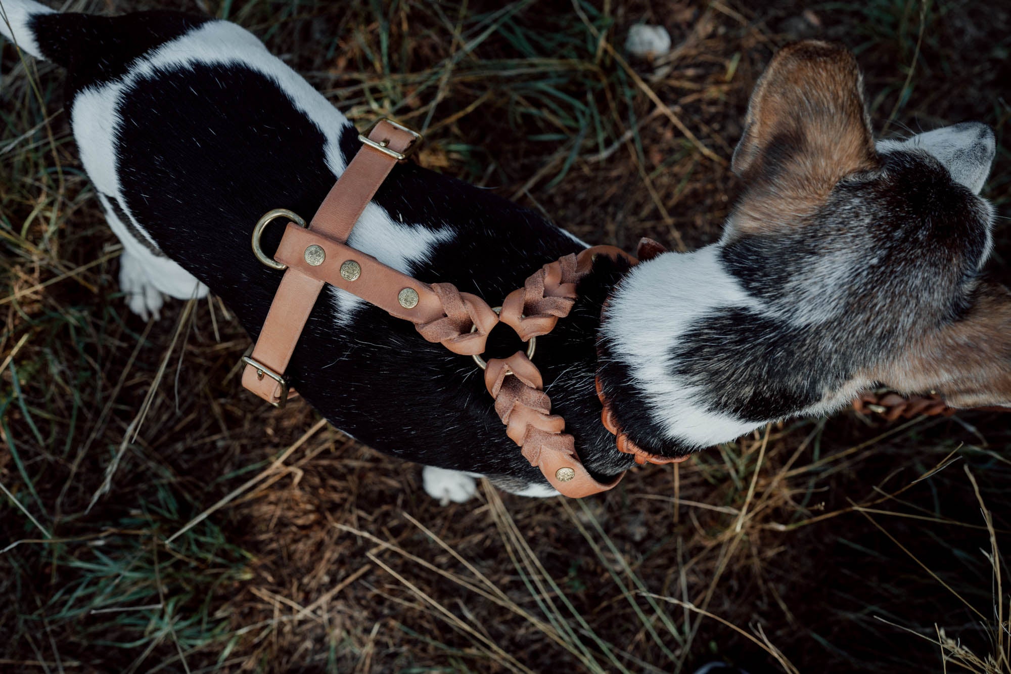 Hundegeschirr aus Sattelleder