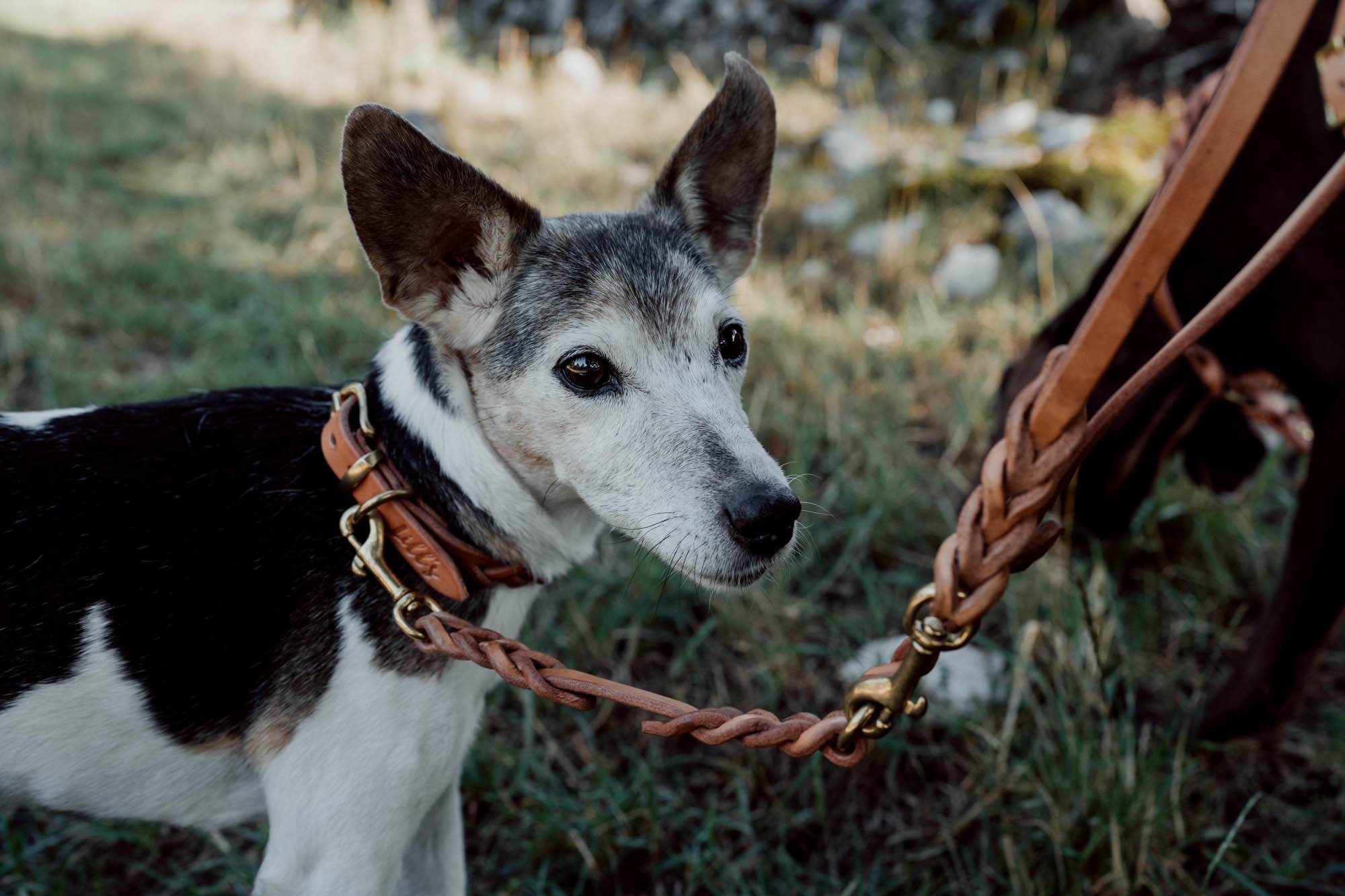 Führleine aus Sattelleder für kleine Hunde und Welpen | 3-fach verstellbar