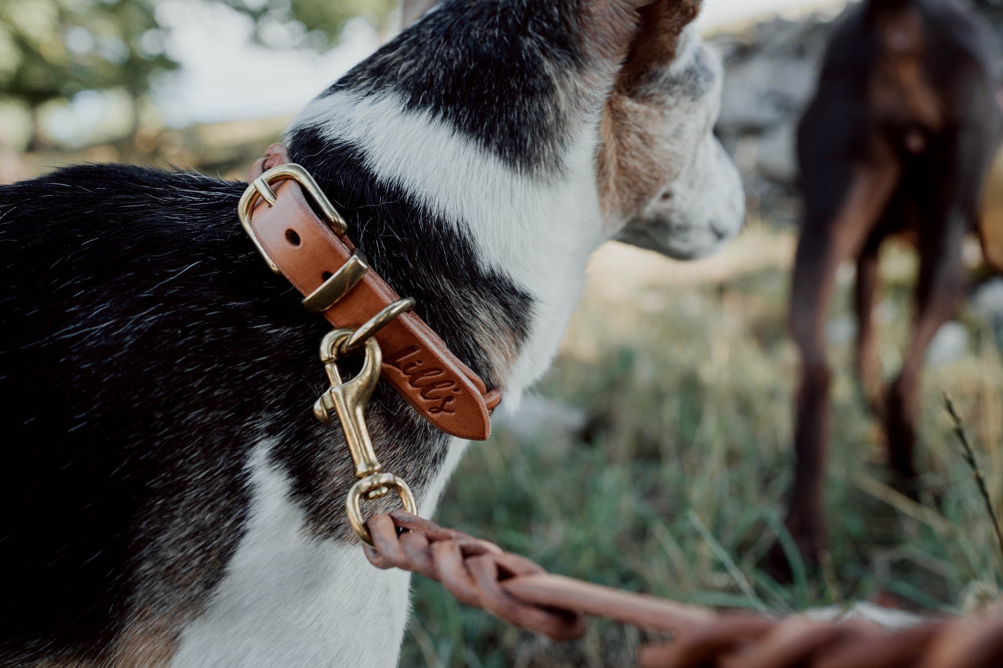 Hundehalsband aus Leder| für kleine Hunde
