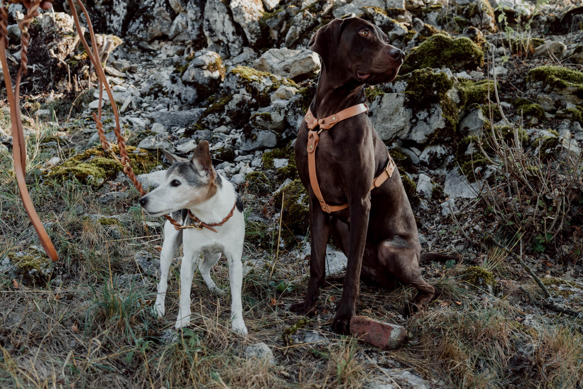 Hundegeschirr aus Leder