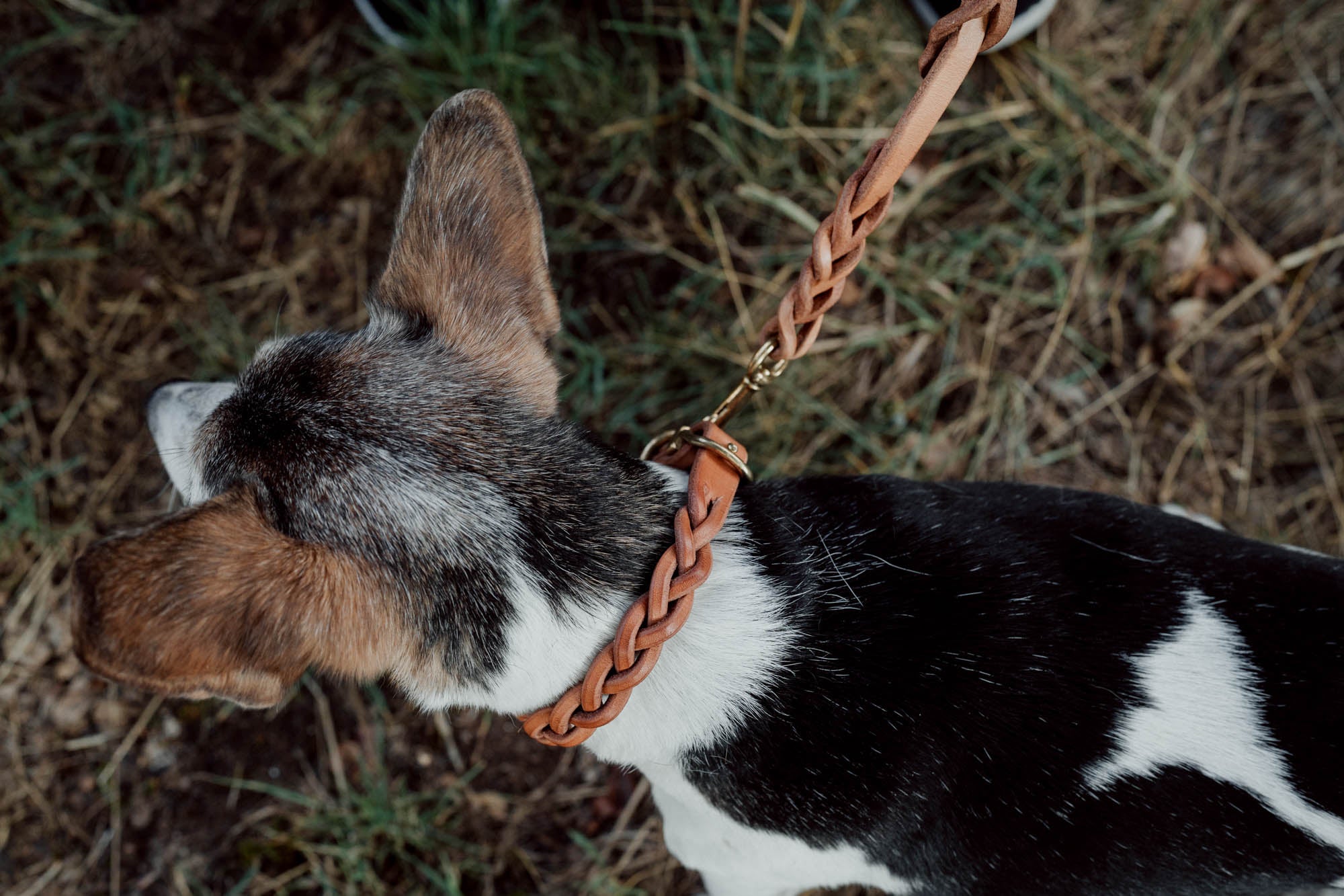 Hundehalsband aus Blankleder | für kleine Hunde