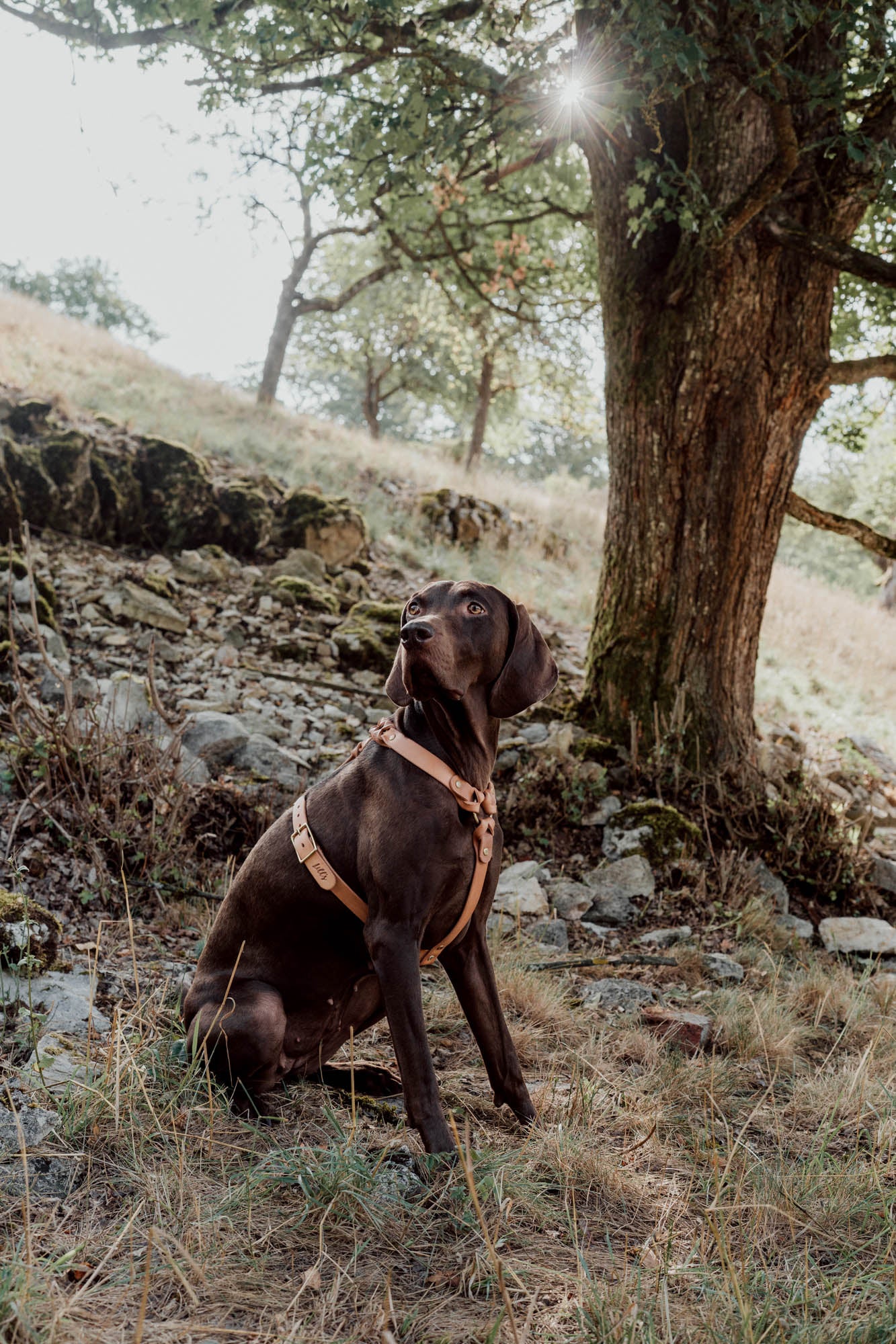 Hundegeschirr aus Leder