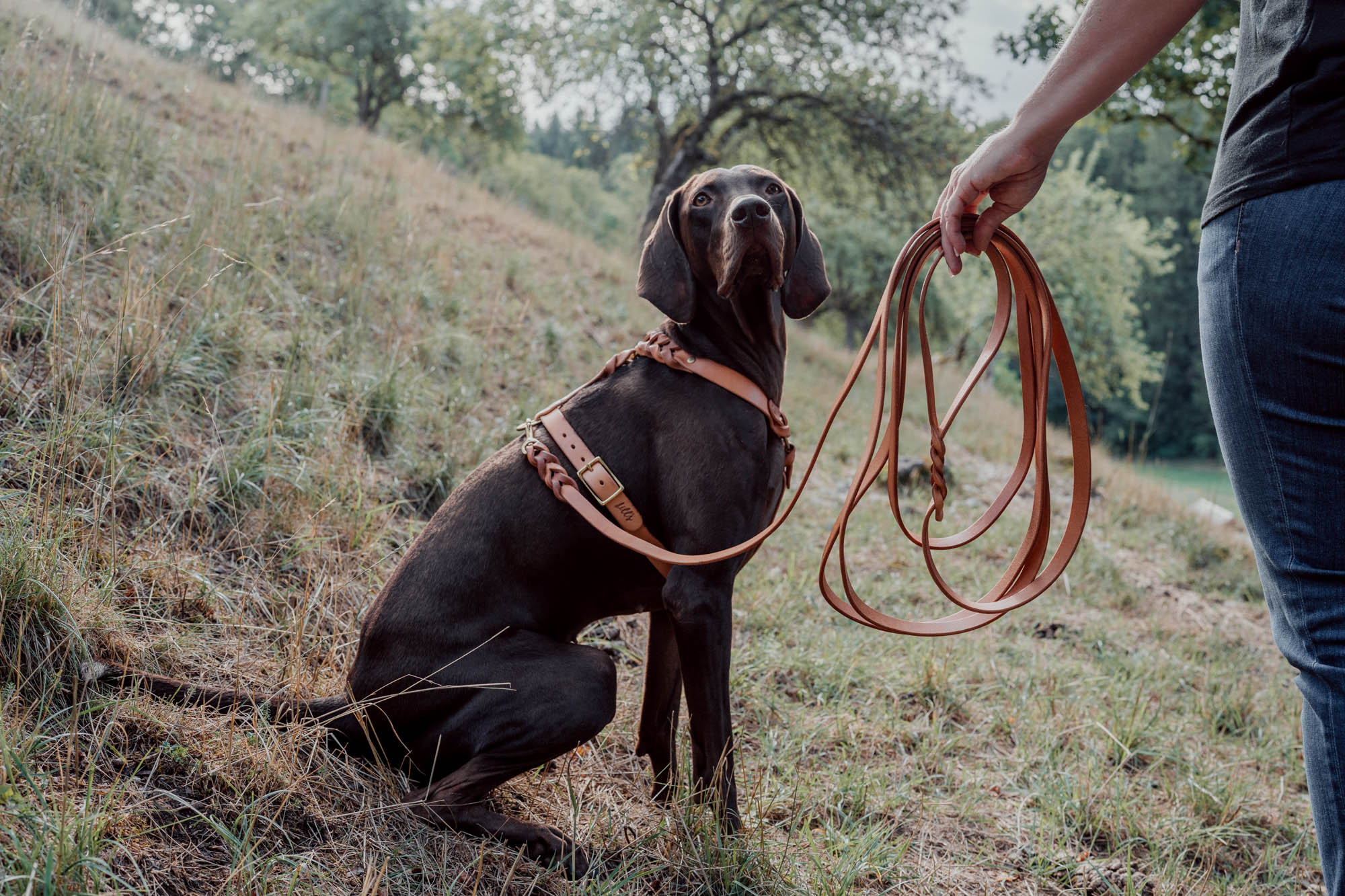 Hundegeschirr aus Leder