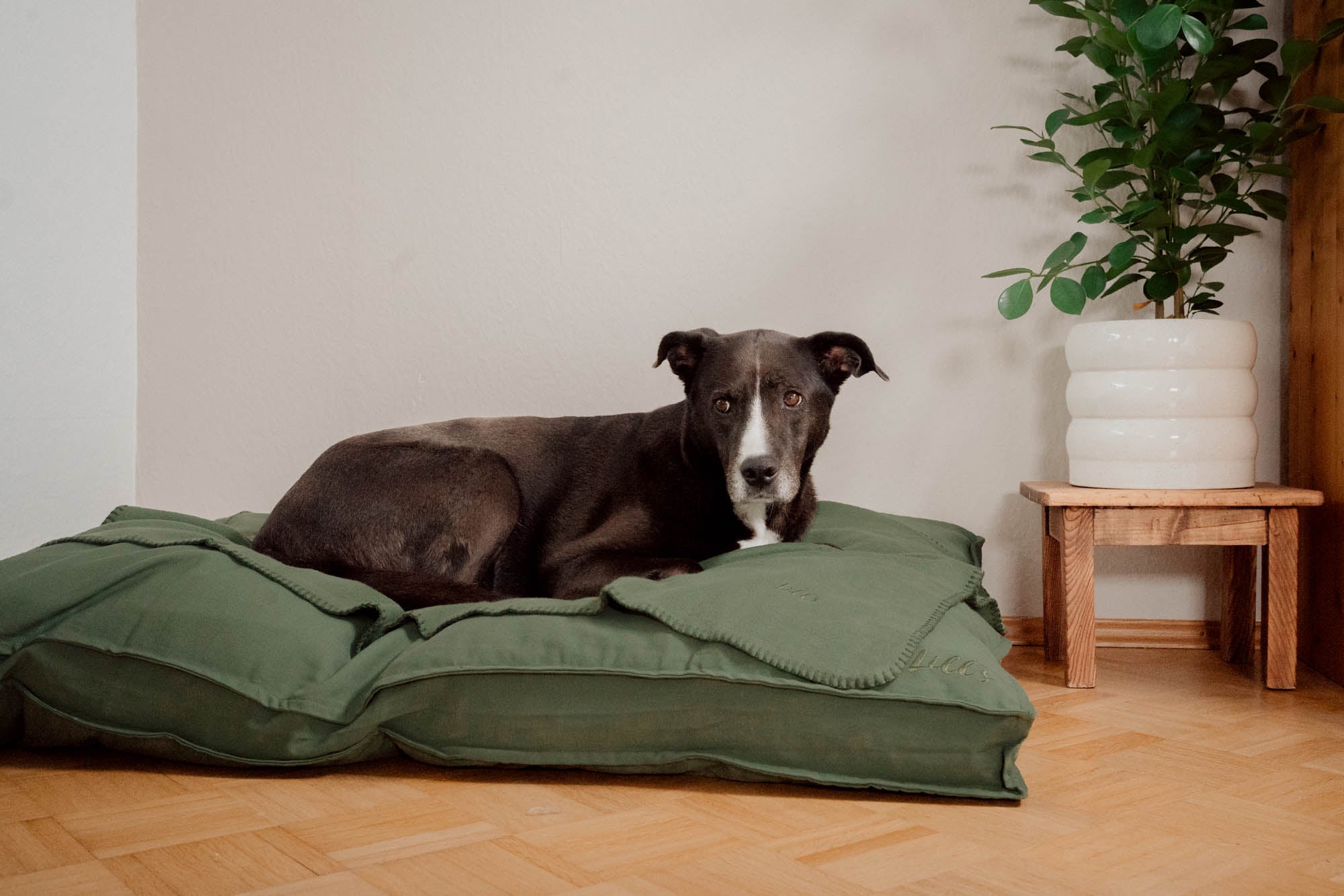 Hundedecke "Coco" | Olive