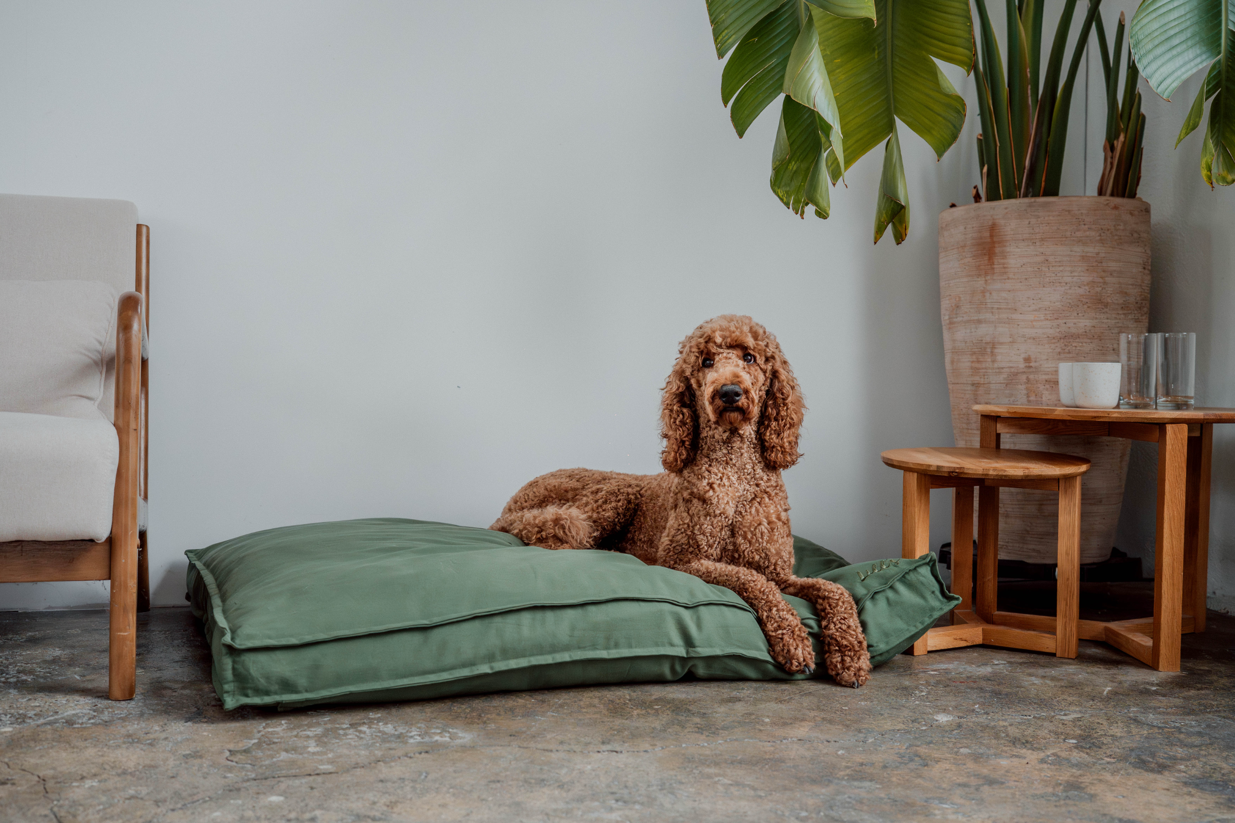 Pudel liegt auf Lill's Hundebett Wilma