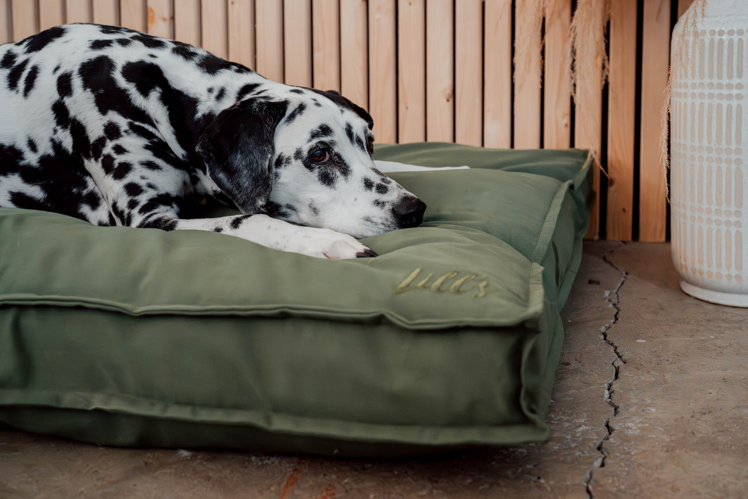 Dalamatiner liegt auf Hundebett Wilma
