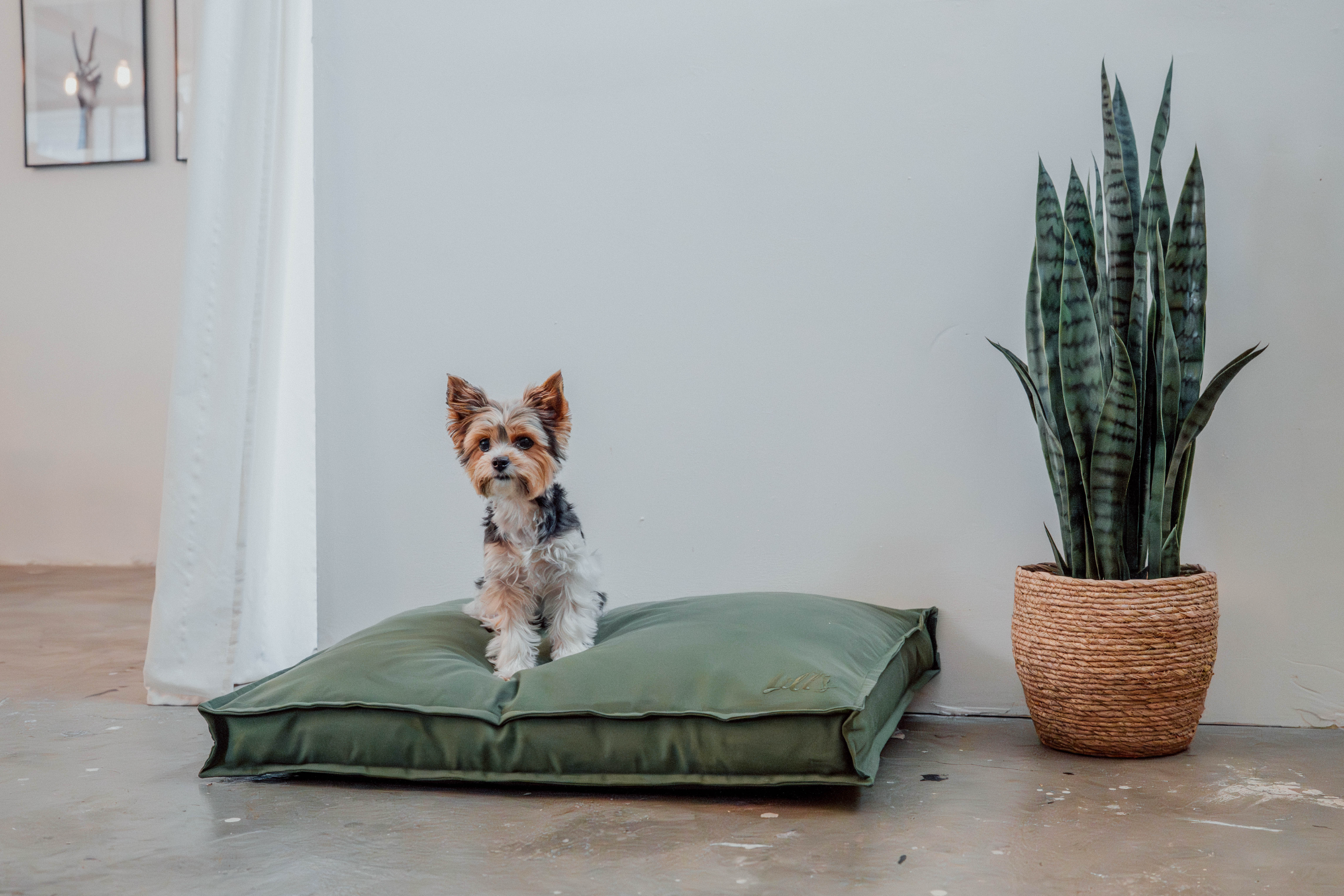 Yorkshire auf Hundebett Wilma