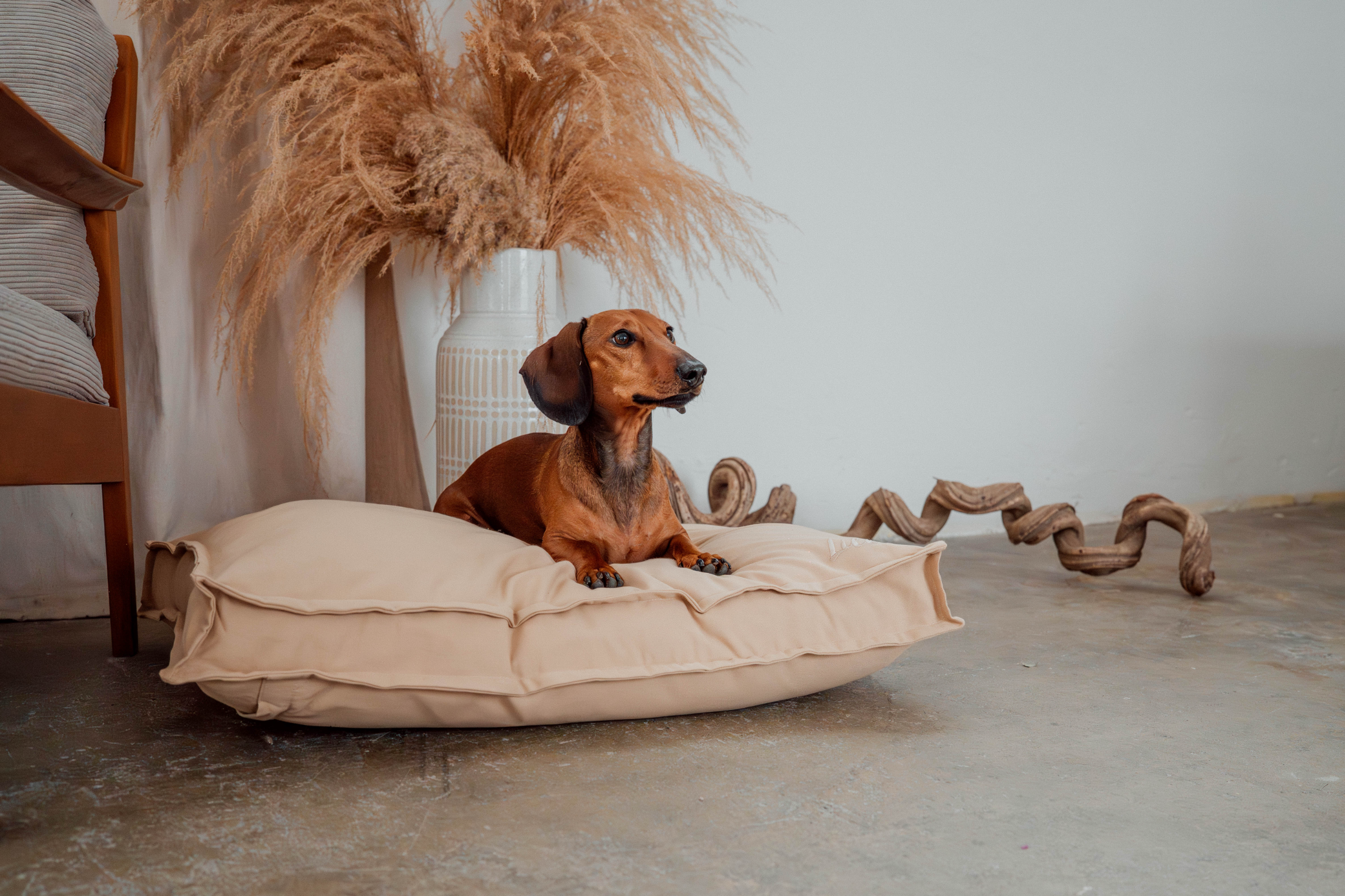 Dackel liegt auf Hundebett Wilma