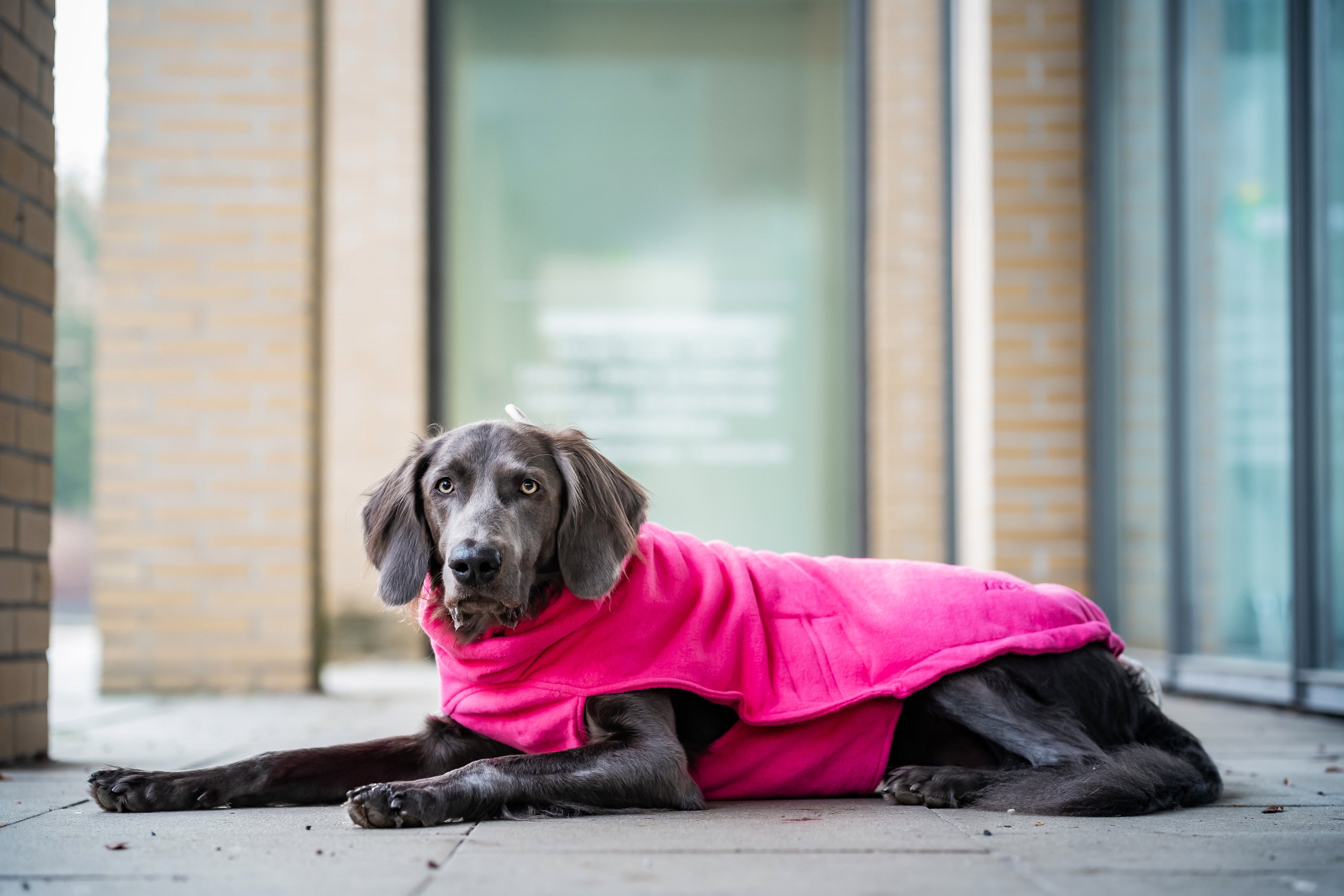 Hundepullover Beetroot liegender Hund