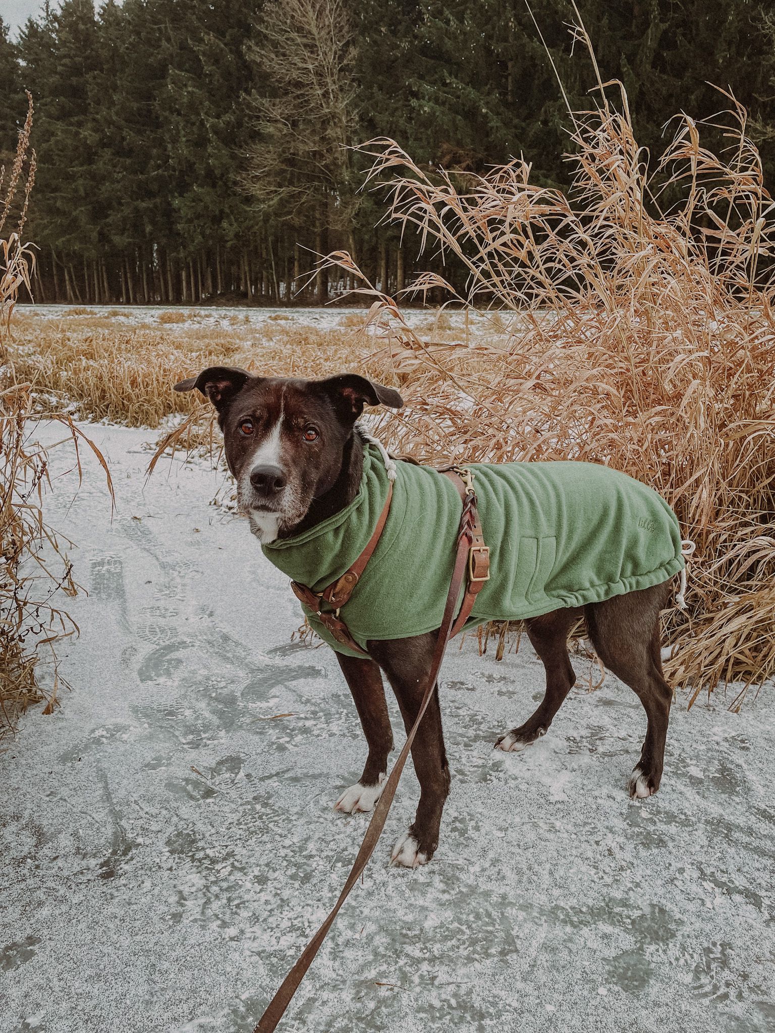 Hundepullover | Olive