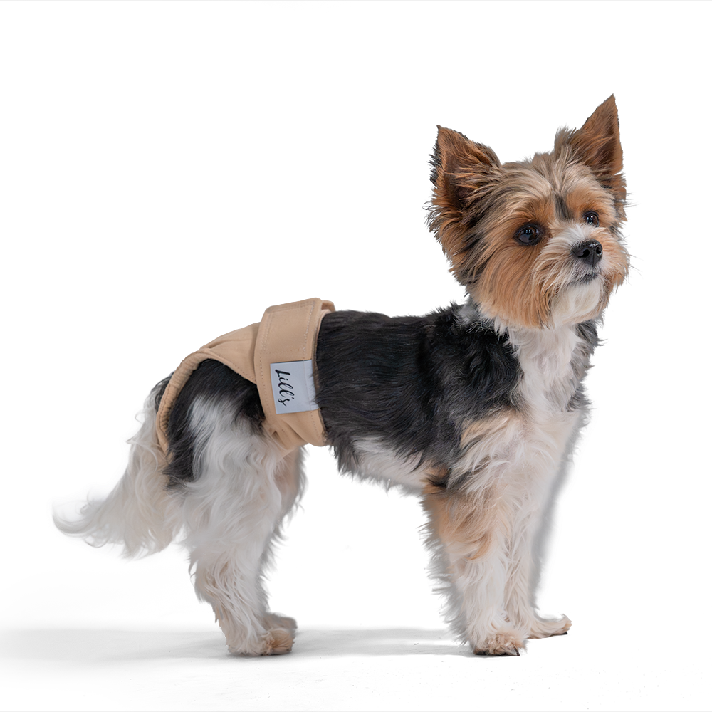 Yorkshire Terrier steht mit Läufigkeitshose