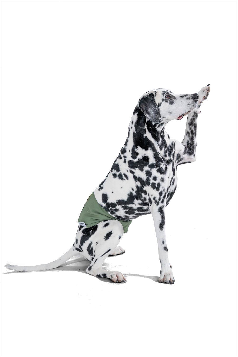 Dalmatiner mit Lill's Rüdenhose
