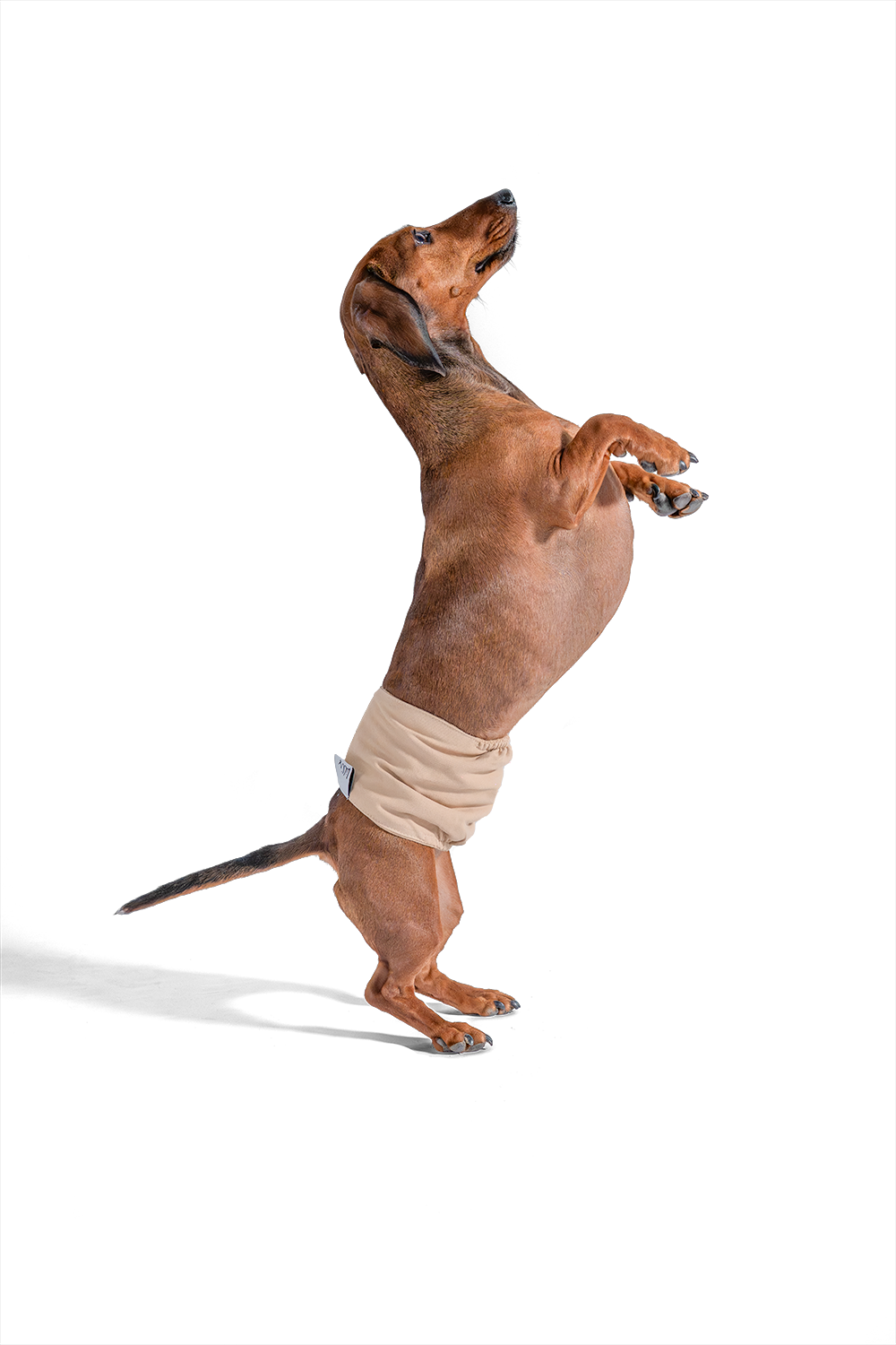 Dackel mit Lill's Rüdenhose