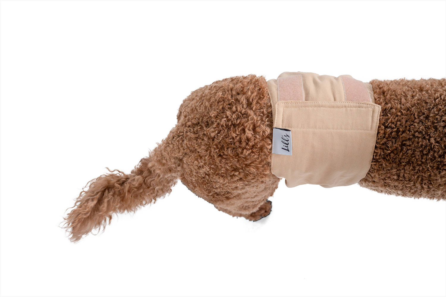 Lill's Rüdenhose Pudel