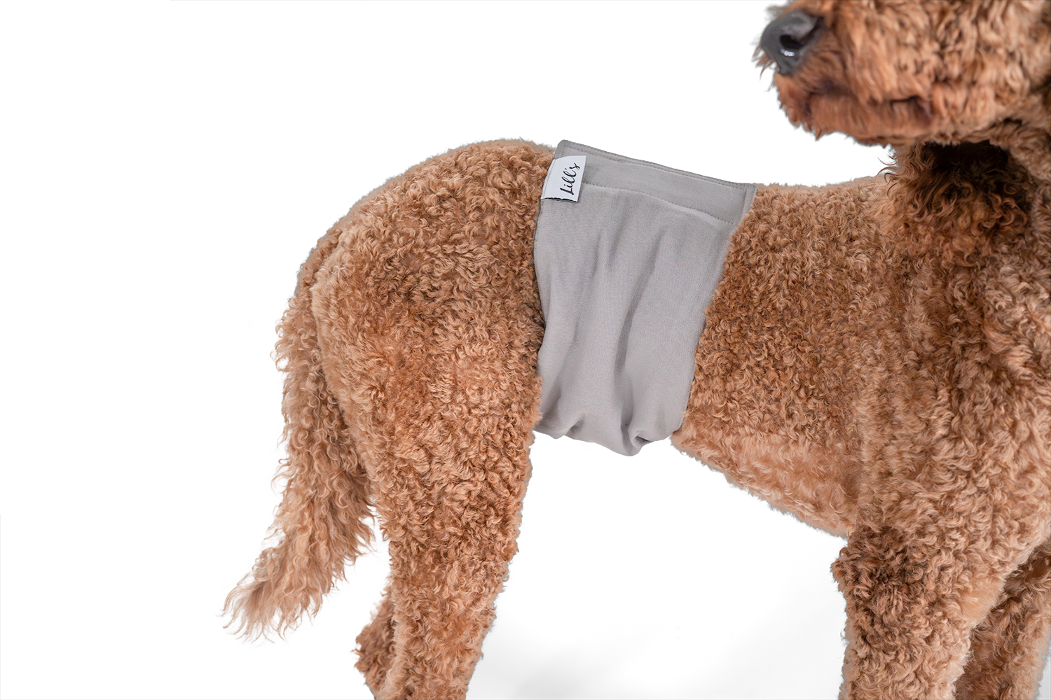 Pudel trägt Lill's Rüdenhose 